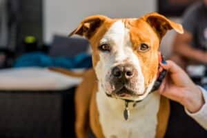 Beste Hondenhalsband in 2024 [Past bij iedere Hond]