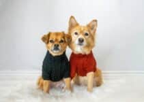 Hondentrui: De 7 Beste Hondentruien Van 2023! [Kies Voor Warmte] Geschikt Voor Alle Soorten Hondenrassen!