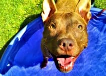 Hondenzwembad: Bekijk Nu De 7 Beste Voor Jouw Hond Van 2022 😊