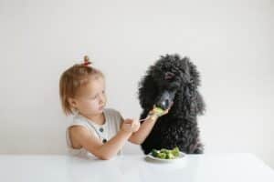 Mag Een Hond Broccoli? Bekijk Hier Of Het Wel Of Niet Geschikt Is Voor Jouw Hond!