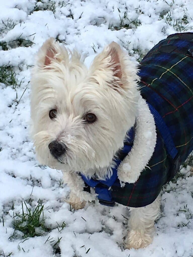 Hondenjas: De 26 beste Winddicht & Draagbare Hondenjassen van 2024! 158 Hondenjas_ 26x de beste van 2022 voor elk seizoen!