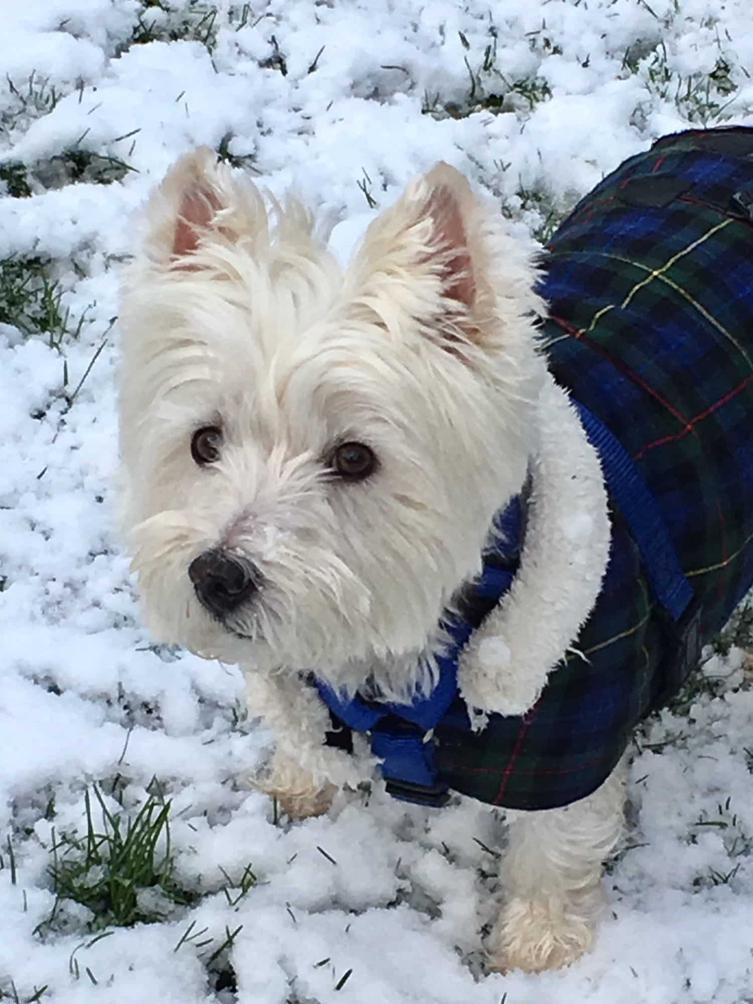 Hondenjas: De 26 beste Winddicht & Draagbare Hondenjassen van 2024! 218 Hondenjas_ 26x de beste van 2022 voor elk seizoen!