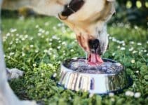 Honden Drinkbak: De 18 Beste Hondendrinkbakken Van 2022! [Met Hondendrinkbak Voordelen]