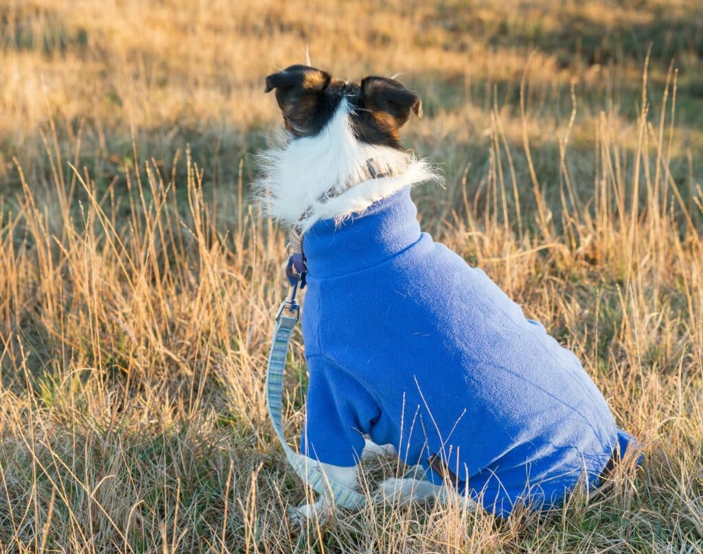 Hondenjas: De 26 beste Winddicht & Draagbare Hondenjassen van 2024! 1 hondenjas