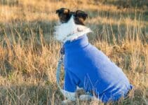 Hondenjas: De 26 Beste Winddicht & Draagbare Hondenjassen Van 2023!