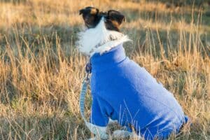 Hondenjas: Bekijk Nu De 26 Beste Hondenjassen Waarmee Jouw Hond Elk Seizoen Doorkomt 😊