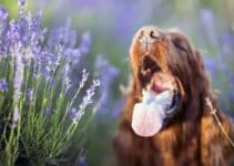 Giftige Planten Voor Honden: Welke 15 Planten Zijn Giftig Voor Je Hond!