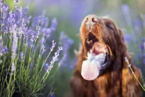 Giftige Planten Voor Honden: Welke 15 Planten Zijn Giftig Voor Je Hond!