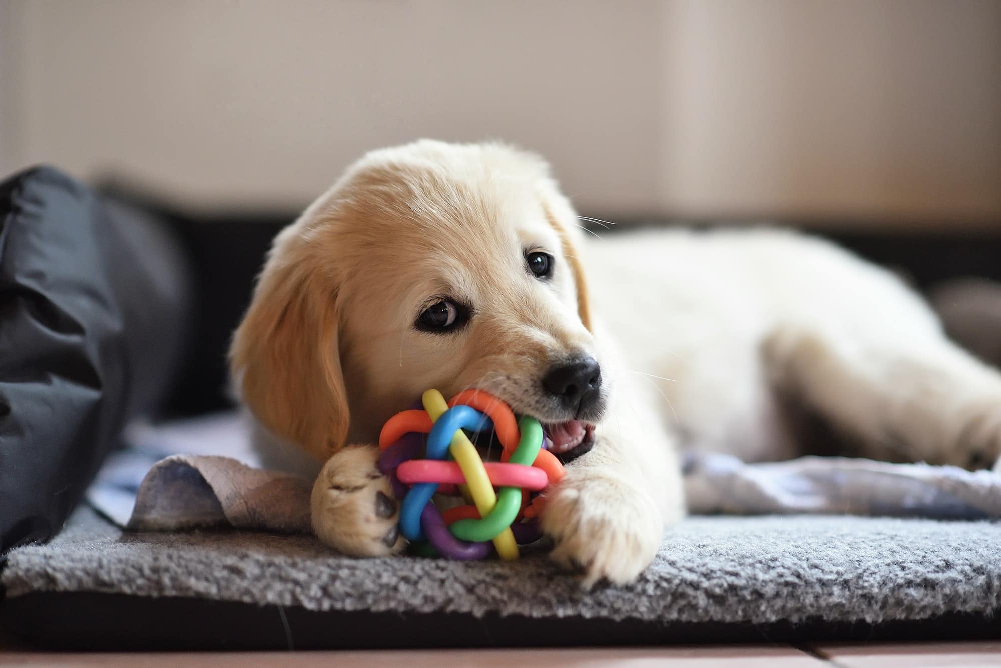 Interactief hondenspeelgoed kopen? Alle speeltjes online - Hond Vitaal