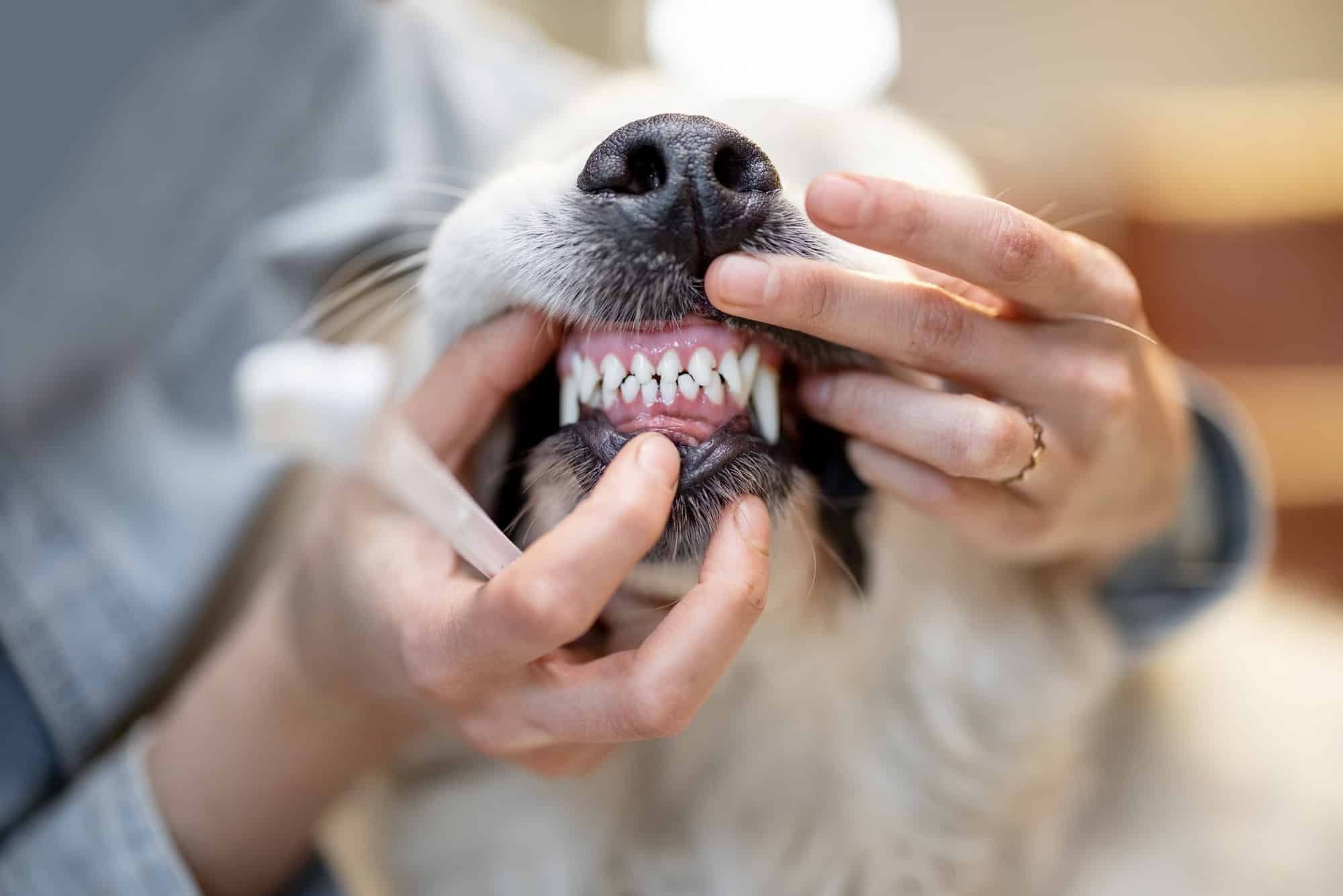 Honden-Tandenborstels