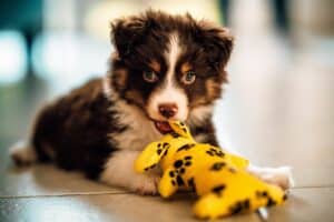 Puppy Speelgoed: De 9 Beste en Sterkste Puppy Speeltjes van 2024!