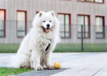 Snackbal Voor Je Hond: Kies Uit De 9 Beste Honden Snackballen Van 2023!