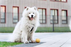 Snackbal Hond: Kies Uit De 9 Beste Honden Snackballen Van 2023!