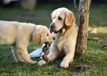 Hondentouw: Bekijk Nu De 12 Beste Speeltouwen Voor Je Hond 😊