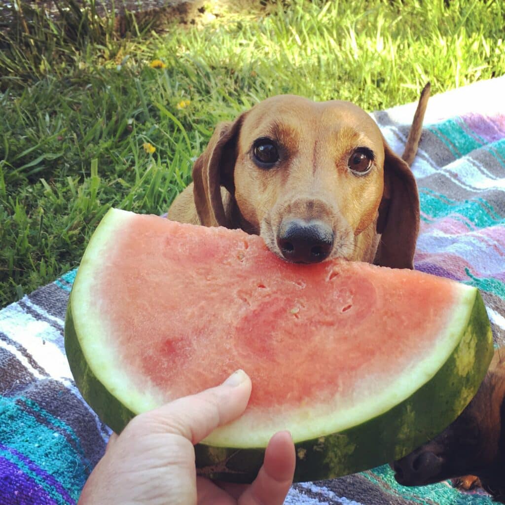 Mag-Een-Hond-Watermeloen-Eten-768X512