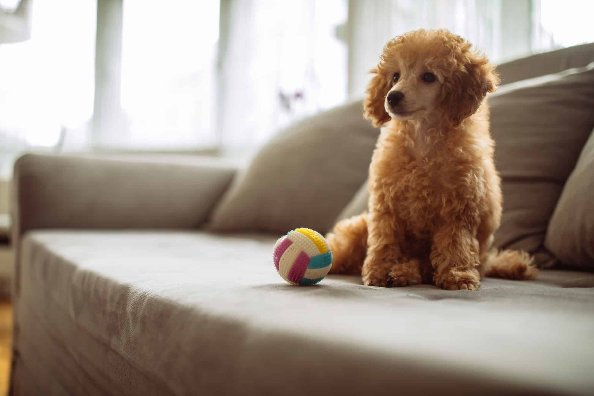 Apporteer-Speelgoed-Hond