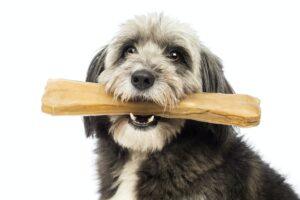 Honden Kluif: De 11 Beste Honden Kluiven Van 2023! [Een Lekkere Te Kauwen Kauwbot]