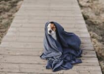 Honden Bodywarmer: Bekijk Nu De 9 Beste Voor Je Hond Van 2022 😊