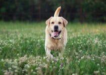 Duvo Hondenmand [Met Korting] De 5 Beste Duvo Hondenmanden Van 2023