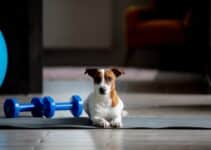 Koelmat: Bekijk Nu De 9 Beste Koelmatten Voor Jouw Hond Van 2022 😊