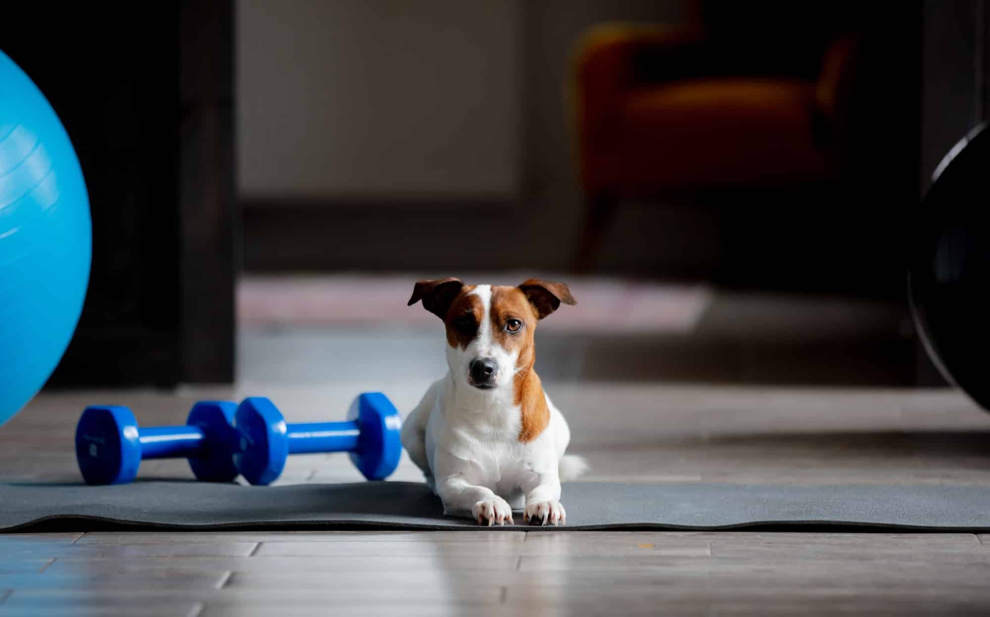 Centimeter Guggenheim Museum schoner Koelmat Hond: De 9 Beste Verkoelende Koelmatten Van 2023! [Verschillende  Koelmat Voordelen]