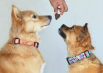 Hondensnoep: Bekijk Nu De 9 Beste En Lekkerste Hondensnoepjes Van 2022 😊
