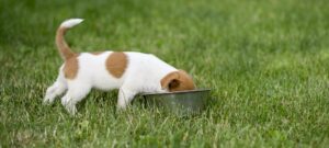 puppy-voerbak