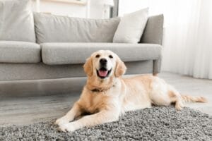 Orthopedische Hondenmand: Bekijk Nu De 16 Beste Van 2023! [Verlicht Gewrichtsklachten] Met Geheugenschuim, Laat Je Hond Lekker Slapen!