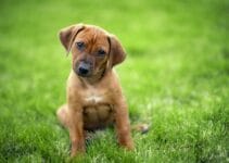 Puppy Mand: Bekijk Nu De 9 Beste Voor Je Pup Van 2022!