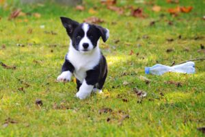Puppybrokken: Bekijk nu de 9 beste brokken voor je puppy van 2024!