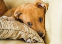 Vetbed hond [Voordelen & korting] De 9 beste Vetbedden van 2024!
