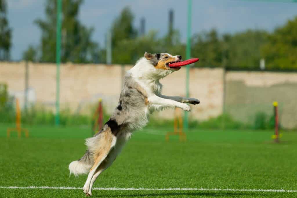 Frisbee-Hond