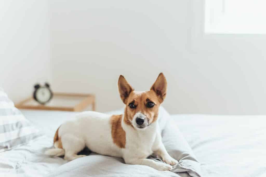 hondenmand-pluche-512x341