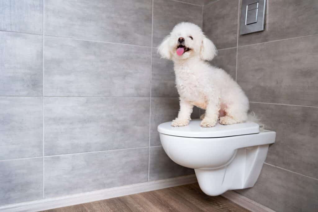Toilet-Voor-Honden-768X512