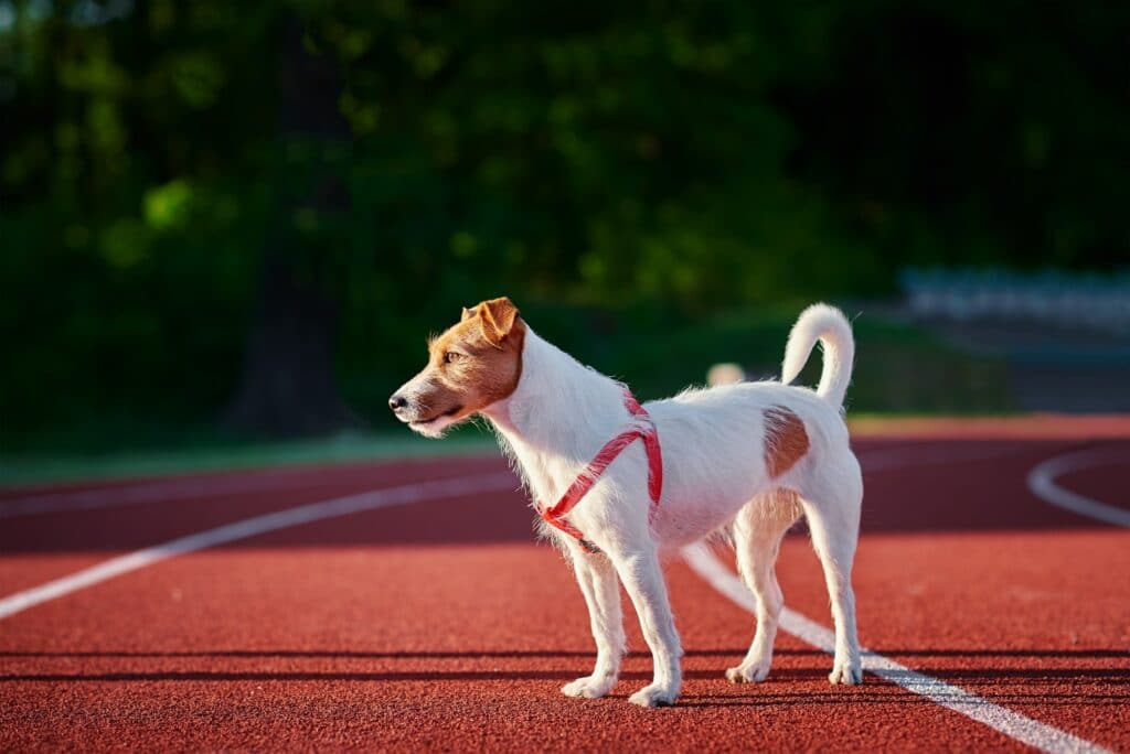 Gps-Tracker-Hond