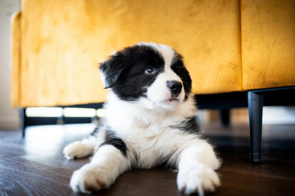 puppy-melk