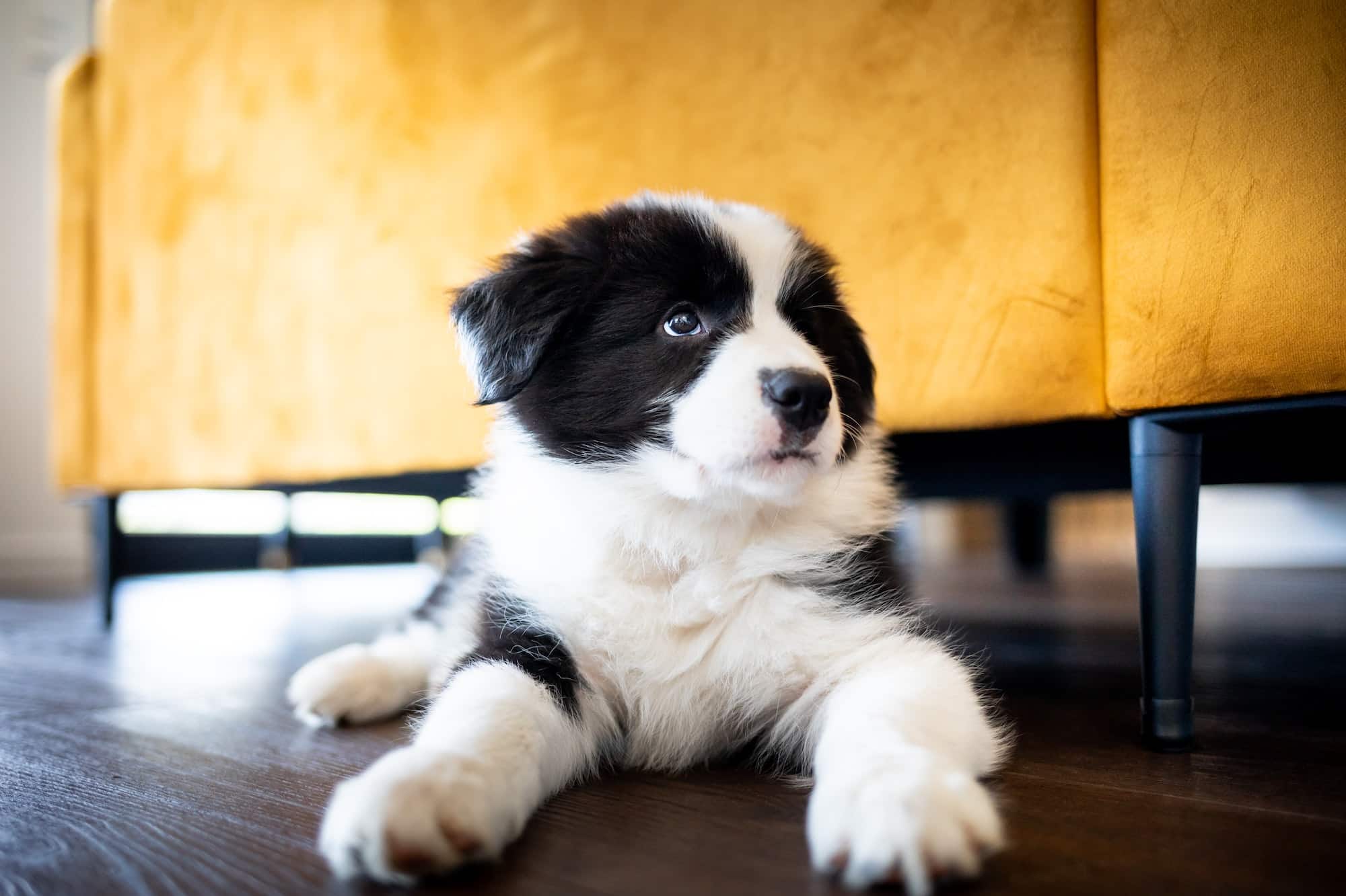puppy-melk
