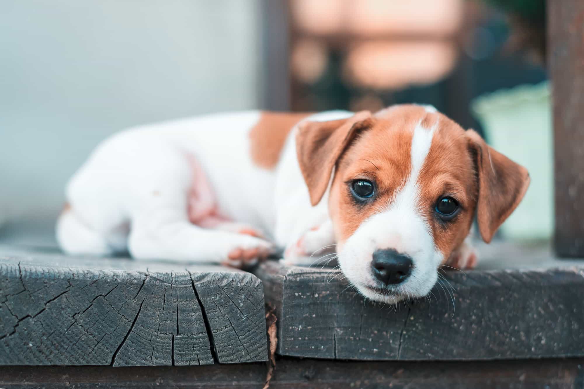 melk-puppy