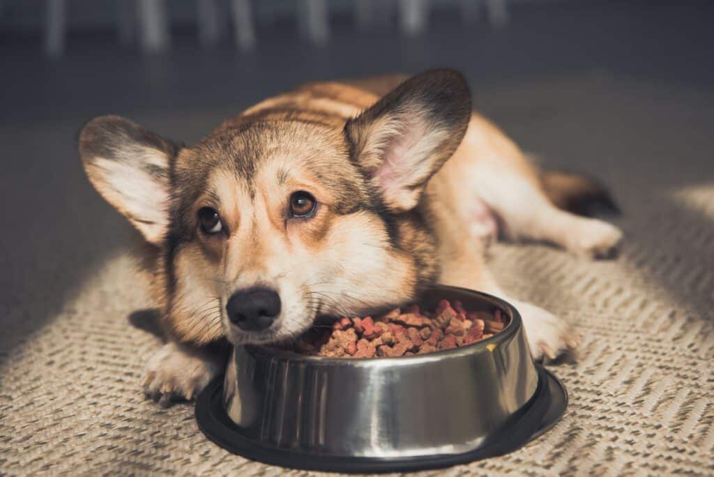 Dieetvoeding-Hond