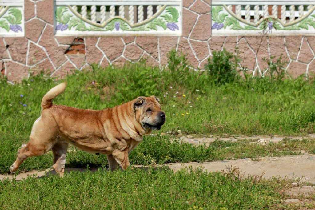 Shar-Pei-puppy