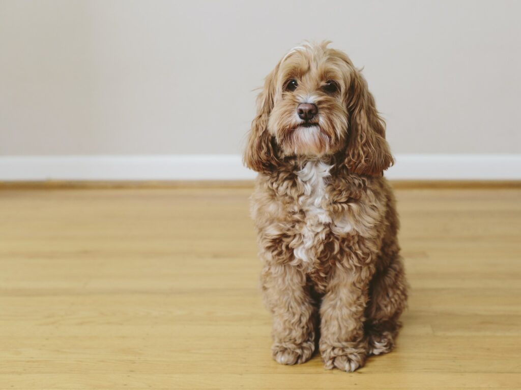 cockapoo-hond