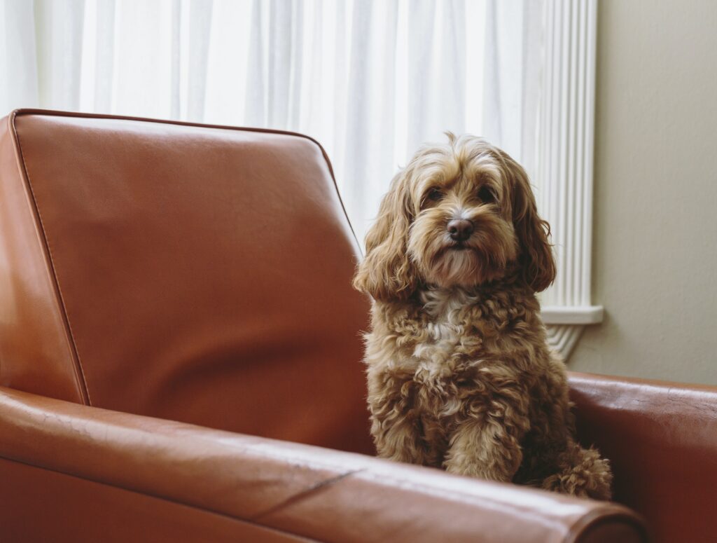 Cockapoo-puppy