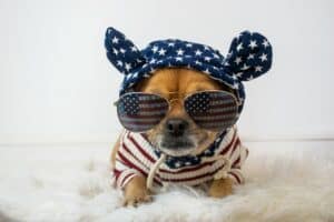 Amerikaanse Foxhound: Lees Alles Over Dit Ras! [Belangrijke Info]