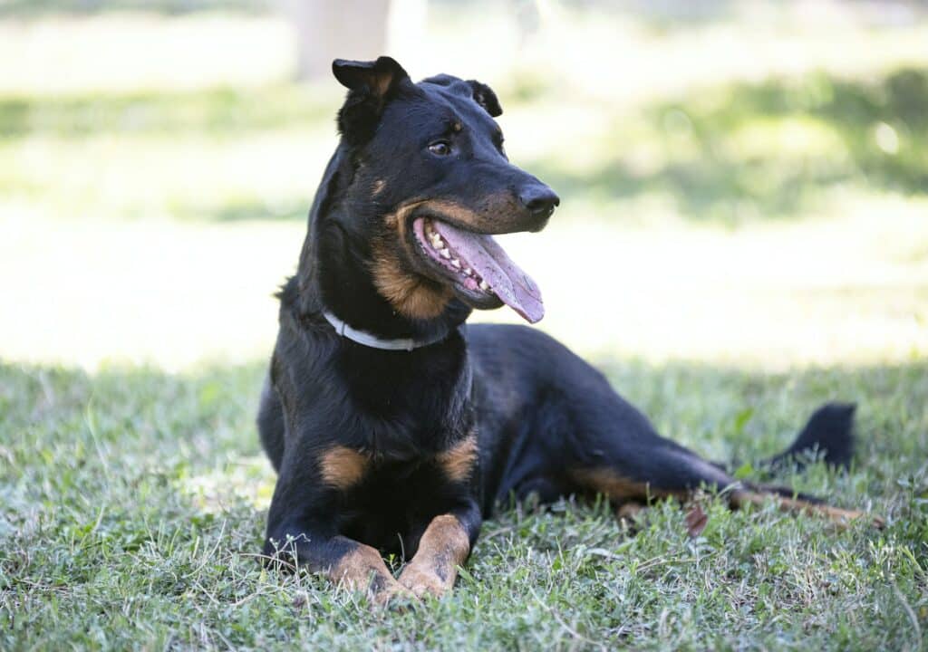Beauceron-Hond