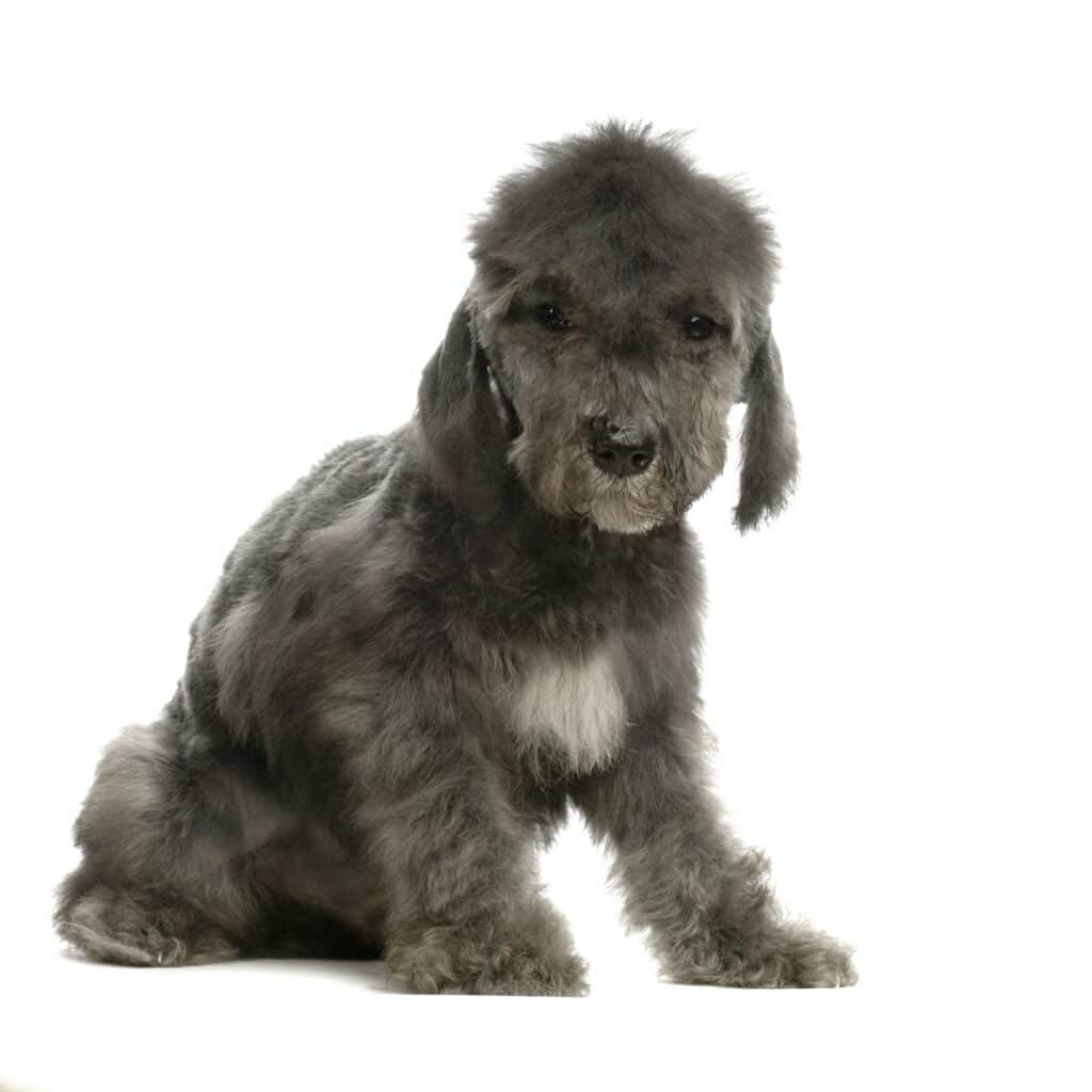 Bedlington-Terrier-Puppy
