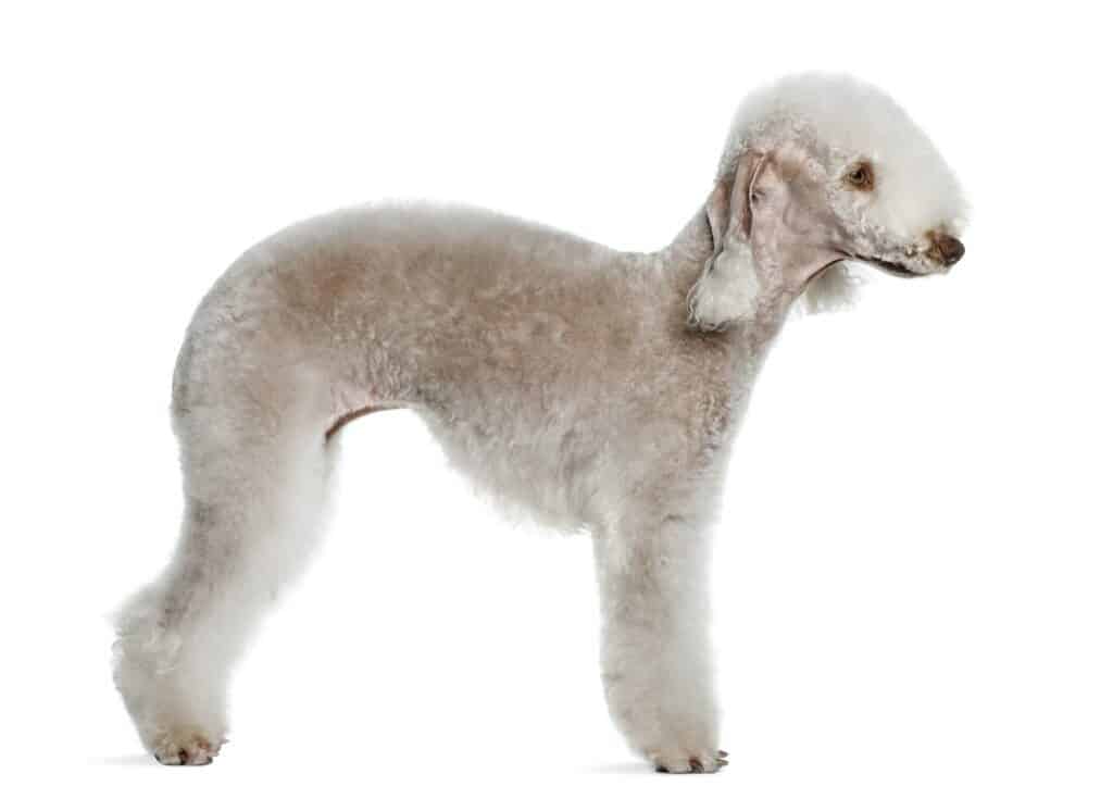 Bedlington-Terrier-Hond