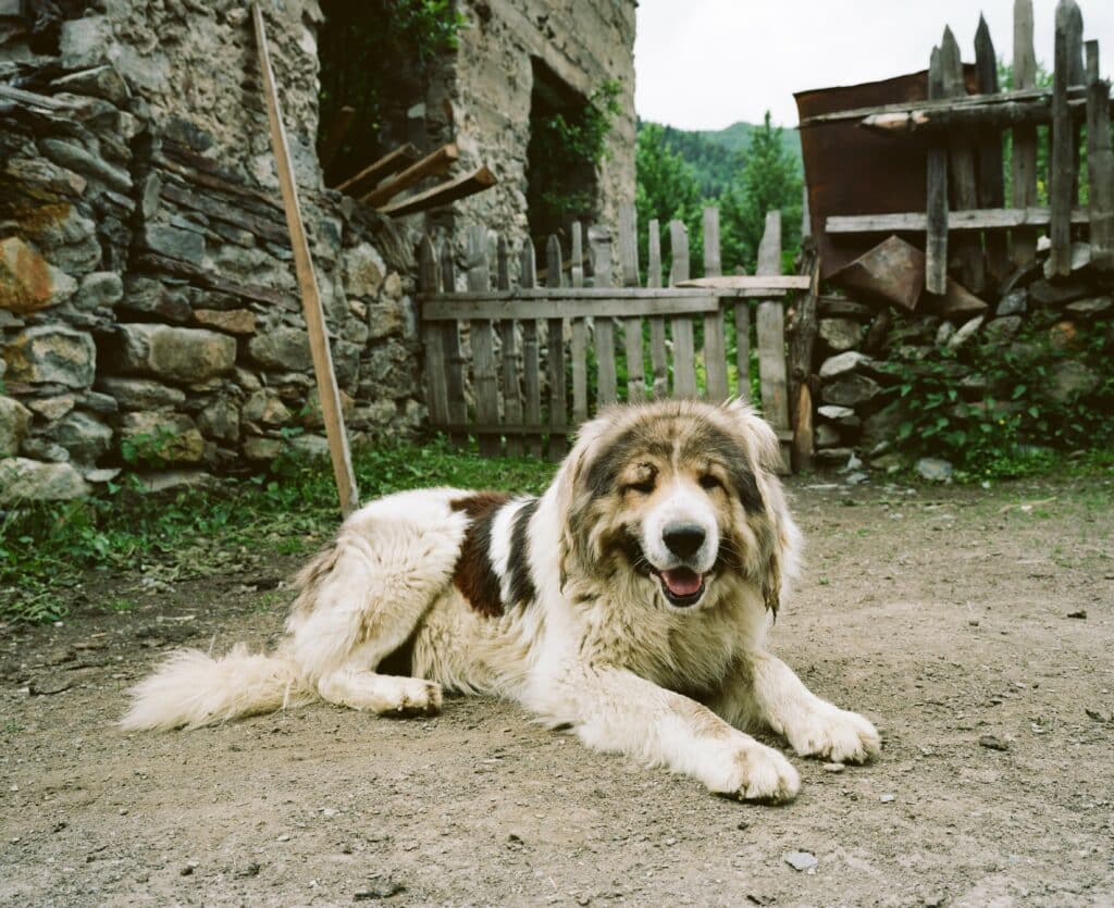 Kaukasische-Owcharka-Hond