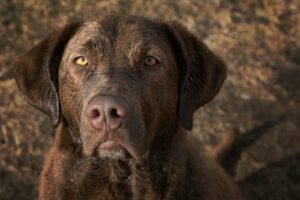 Chesapeake Bay Retriever: Lees Alles Over Dit Ras! [Belangrijke Info]