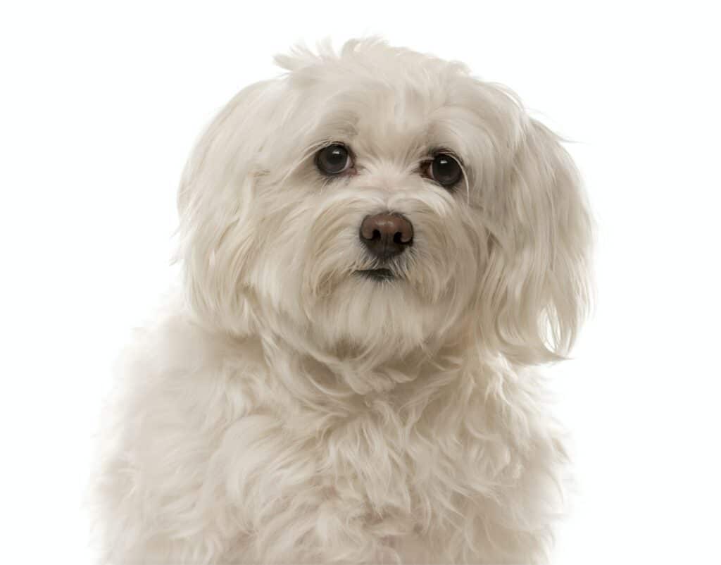 Havanezer-hond