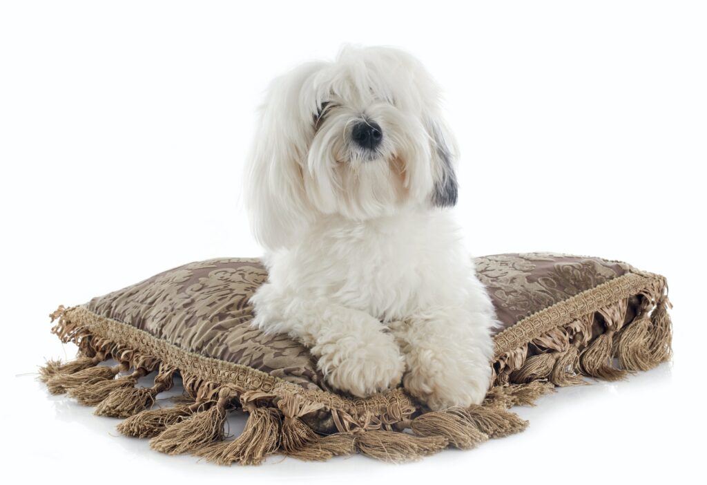 Coton-de-Tulear-puppy